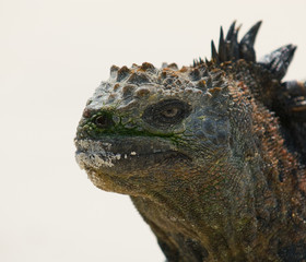 marine iguana in the beach