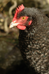 free-range black chicken close-up