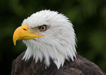 Fototapeta premium Weißkopfseeadler