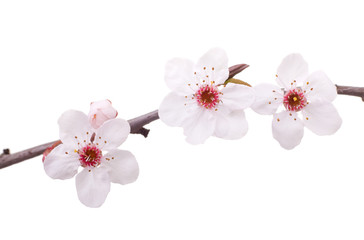 pink fruit-tree flowers isolated on white