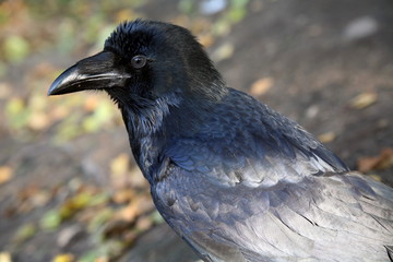 black crown outdoors