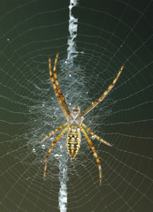 Spinne