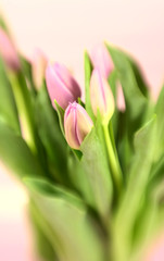 A bunch of pink tulips with special color tint and focus