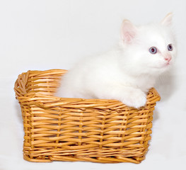 Fototapeta na wymiar Curious white kitten with blue eyes in the basket