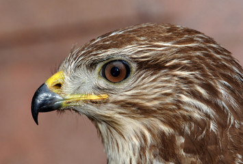 mäusebussard
