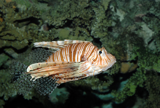 Dangerous Lionfish in tropical sea (Pterois volitans)