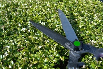 gardening