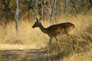 Springbok