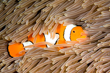 A clown anemonefish in anemone - obrazy, fototapety, plakaty