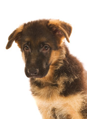 German shepherd puppy isolated on white background