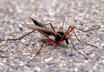 Enormous repugnant ugly bloodsucker midge sits on wall