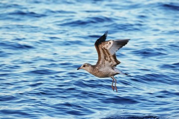 seagull