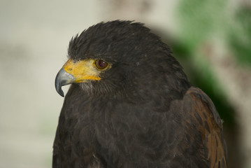 Obraz premium Harris Hawk