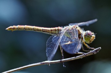 Ruddy Darter (Sympetrum sanguineum) in early morning