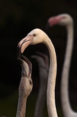 Feeding of Young Cuban flamingo (Phoenicopterus ruber ruber )