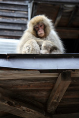Onsen Monkeys