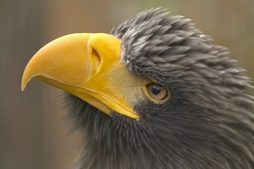 Steller´s sea-eagle (Haliaeetus pelagicus)