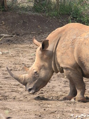 Obraz premium Rhinoceroce