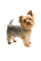 yorkshire terrier isolated on white