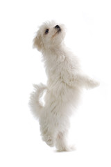 maltese dog isolated on white