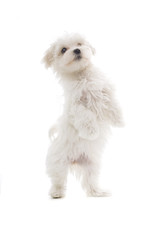 maltese dog isolated on white