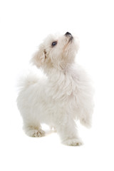 maltese dog isolated on white