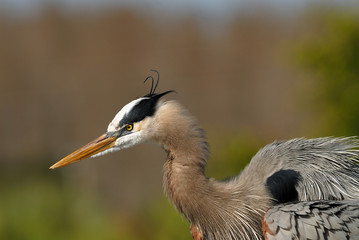 gret blue heron planning an attack