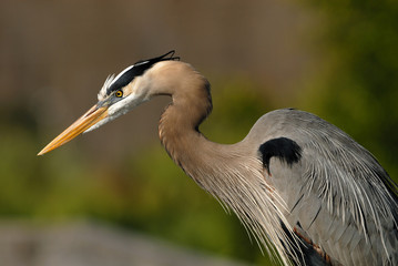 gret blue heron planning an attack