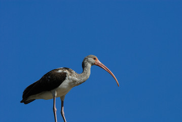 Juvenile White Ibis posing