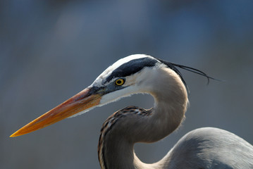 great blue heron portrait