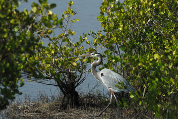 great blue heron looking for food