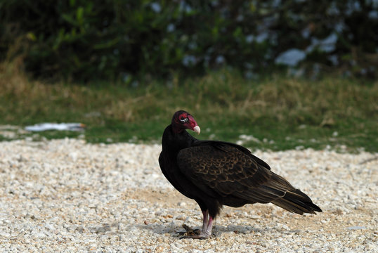 Turkey Vulture posing