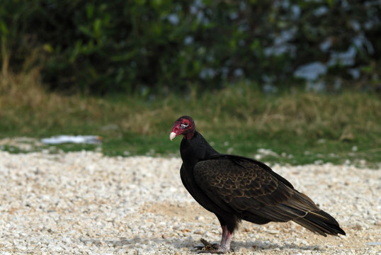 Turkey Vulture posing