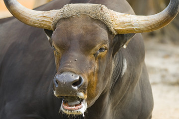 Close-up of a wild bull