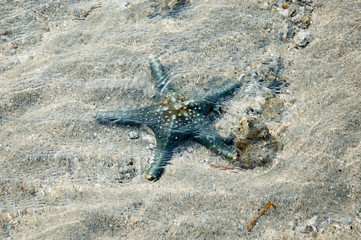 Starfish II
