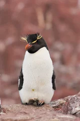 Poster Rockhopper pinguïn koning surfen pinguïn pinguïn © NICOLAS LARENTO