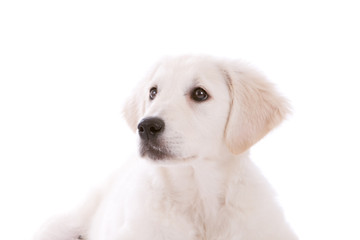 Cute puppy looking up on white background