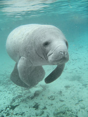 Manatee sea cow cristal river florida