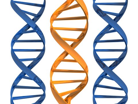 dna modelle