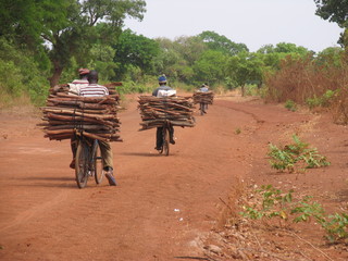 Burkina Faso, Holztransport auf Fahrrad - obrazy, fototapety, plakaty