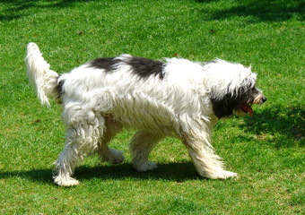 White dog on a green grass