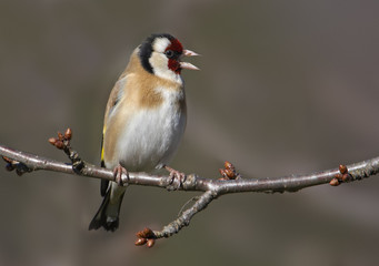 Fototapeta premium Gold finch