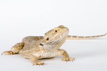 beautifull bearded Dragon