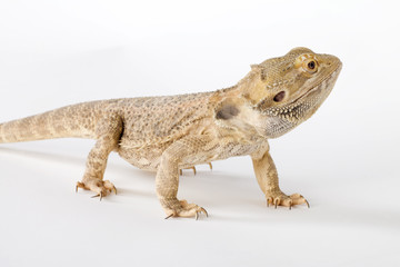 lovely bearded dragon up on his feet
