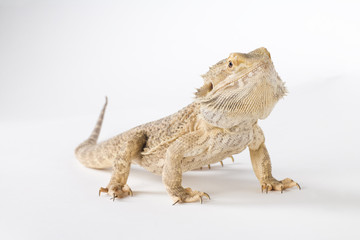 lovely bearded dragon