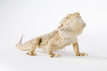 lovely bearded dragon