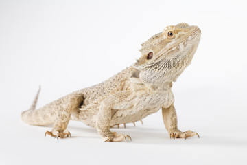 lovely bearded dragon
