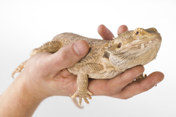 bearded dragon on a hand