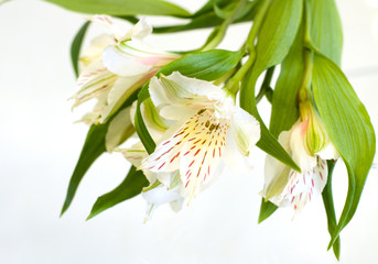 beautiful light lily on white background