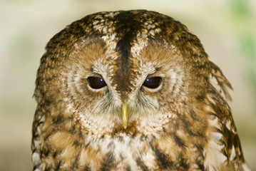 Tawny Owl
